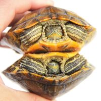 乌龟活体小宠特大招财一对小情侣龟宠物龟活物长寿龟观赏龟巴西龟 11--12厘米 两只+免费送龟粮