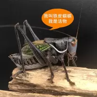蝈蝈活体鸣虫人工春夏山青铁皮翠绿蝈蝈蚰子螽斯宠物死亡包赔 大铁皮蝈蝈1只 送笼子