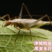 竹蛉活体黑紫竹蛉活体紫竹蛉活体竹铃鸣虫听叫虫宠物人工竹蛉包活[9月26日发完] 黑紫竹蛉