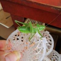 新到绿蝈蝈翡翠蝈蝈山东蝈蝈包活到家实物拍摄 绿蝈蝈一只