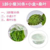 蚕宝宝活体春蚕幼虫活物儿童学生养蚕套装小蚕1龄到5龄送新鲜桑叶 1龄30条送+分养盒+桑叶