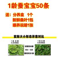 蚕宝宝活体学生养蚕套装新鲜桑叶大蚕龄蚕卵金丝天然七彩蚕仿真蚕 1龄蚕50条送小盒桑叶1包 韵达