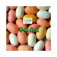 小蚕茧龄活蚕虎蚕蚕宝宝蚕蛹蚕蚕卵嫩蚕宝宝卵白蚕吃盒送白儿童白 金色50个