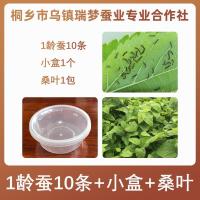 蚕宝宝活体学生养蚕套装科学儿童蚕卵小蚕幼虫活物送新鲜嫩桑叶tb 1龄蚕宝宝10条+小盒+桑叶