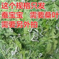 蚕宝宝活体春蚕幼虫活物学生养蚕套装儿童小蚕1龄234龄送新鲜桑叶 20条蚕宝宝