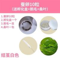 蚕宝宝卵蚕宝宝活体蚕种春蚕卵蚕蚕籽送孵化盒送鹅毛新鲜桑叶 蚕卵10粒