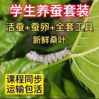 蚕宝宝活蚕桑叶套装彩色蚕宝宝学生养蚕送彩色蚕饲料蚕卵包活