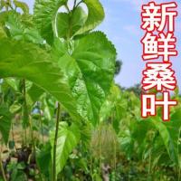 桑叶新鲜小蚕吃叶子蚕宝宝养蚕桑树叶现摘新鲜农家桑叶100克/包 桑叶1包(无赠品)