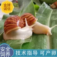 白玉蜗牛2只+运输盒 活体白玉蜗牛宠物巨型大蜗牛学生科学实验观察套餐幼儿观察小蜗牛