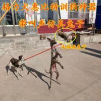 格力犬惠比特训狗假兔子仿真毛绒野兔子带叫声灵缇犬训狗神器 格力犬惠比特训狗假兔子仿真毛绒野兔子带叫声灵缇犬训狗神器