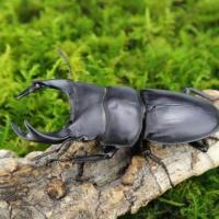 母虫 中国大锹甲成虫活体 甲虫 昆虫 锹形虫 斗虫好养易活宠物非独角仙