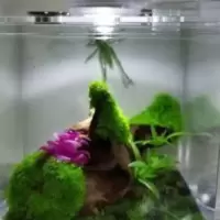 高档名虫饲养盒蝈蝈蟋蟀油葫芦蛐蛐竹蛉黄蛉 高档名虫饲养盒蝈蝈蟋蟀油葫芦蛐蛐竹蛉黄蛉