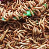 试吃100条 面包虫活体黄粉虫活虫鹦鹉鱼乌龟龙鱼仓鼠画眉鸟食石蛙面包虫饲料