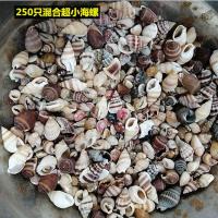 200-250只混合超小海螺 天然小海螺贝壳漂流瓶海洋星空瓶材料包手工diy寄居蟹替换壳