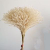 60厘米 20支 天然芦苇干花永生花束客厅卧室装饰婚庆摄影落地橱窗摆件仿真花