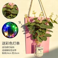 Home粉板+金钱叶 ins风墙上装饰品小挂件卧室房间创意壁挂客厅墙壁花墙面室内挂墙