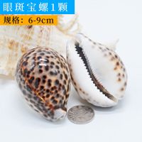 单个品种 蝎子螺1个 天然贝壳海螺套装组合鱼缸造景寄居蟹手工diy创意家居装饰摆件