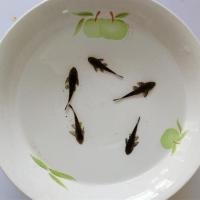 3-5cm清道夫3条(包活2) 热带鱼缸清洁工观赏鱼打扫卫生清道夫吃垃圾藻类鱼吃鱼屎胎生小鱼