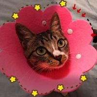 粉 S码(适合颈围10-18cm 参考体重1- 5斤) 猫咪伊丽莎白圈猫软狗项圈脖圈伊莉莎白伊利沙白防舔头套绝育用品