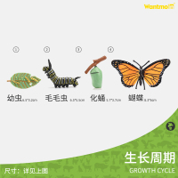 蝴蝶生长周期| 4只装 儿童仿真动物模型生长过程生命周期科教玩具蜘蛛瓢虫蜜蜂青蛙蝴蝶