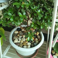 5斤鹅卵石雨花石原石天然小石头石子鱼缸花盆装饰五彩鹅软石铺路