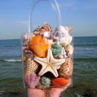 1包天然海螺贝壳+天然海星套餐 天然贝壳海螺海星珊瑚鱼缸水族箱地台橱窗造景摆件儿童玩具小礼物