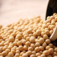 磨盘山旗舰店 东北黄豆大豆粗粮五谷杂粮农家自种打黄豆浆350g