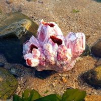 [一颗洞2-3厘米] 天然海石花紫藤壶鱼屋花寄居蟹鱼窝躲避 鱼缸水族箱布景海螺贝壳