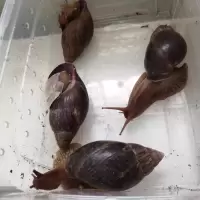体验装小蜗牛1只 非洲蜗牛小蜗牛非州大蜗牛巨型活体宠物活体宠物蜗牛科学实验