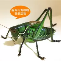 中号山青1只[送饲料]拍2送2笼子 人工蝈蝈活体鸣虫超大铁皮山青翠绿春蝈蝈螽斯蚰子爬虫宠死亡包赔