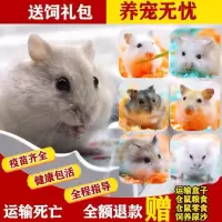 仓鼠分装盒(无仓鼠) 性别:公 精选仓鼠活体已打疫苗宠物公母一对情侣苍鼠金丝熊布丁儿童学生宠