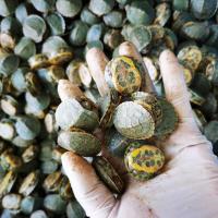 浅水巴西龟3-4厘米送龟粮 宠物龟东锦龟西锦龟火焰龟地图龟黄耳龟深水龟专拍连接开箱录视频