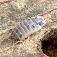 奶牛大苗-压成5只 单鼠妇 迷你小宠物可爱鼠妇西瓜虫活体奶牛糖果琥珀魔法橘化鸭仔熊猫王