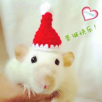 花枝仓鼠圣诞帽 仓鼠金丝熊花枝鼠荷兰猪龙猫衣服裙子毛衣圣诞帽子披风斗