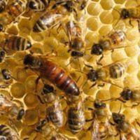 意蜂蜂王2021年5月产蛋生产王 意蜂蜂王2021年5月产蛋生产王