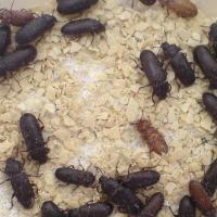 20只装 黄粉虫成虫 黑甲虫 面包虫种虫 繁殖产卵种虫 宠物饲料种虫 活体