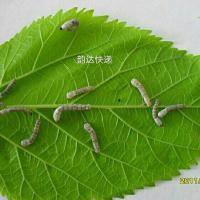 1龄蚕20条(白丝)+1包桑叶 1龄蚕20条送桑叶1蚕蚕宝宝活体蚕宝宝春蚕到死丝方尽彩色蚕丝