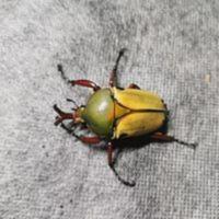 昆虫福袋 随机种类 成虫或者幼虫! 具体看下方详情 昆虫福袋 随机种类 成虫或者幼虫! 具体看下方详情