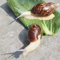 2只白玉蜗牛(5-6cm) 白玉蜗牛活体饵料 幼苗0-3厘米 喂乌龟 喂蛇