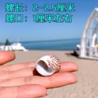 鸟蛋螺 2-2.5厘米 寄居蟹替换壳天然海螺壳三湖慈鲷鱼卷贝鱼寄居蟹壳贝壳鱼缸装饰