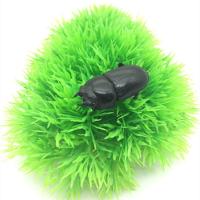 母虫(约3厘米左右) 中国大锹 中华大扁锹甲锹形虫活体昆虫宠物甲虫有独角仙成虫幼虫