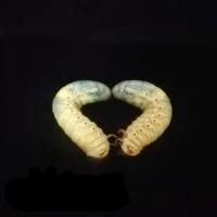 幼虫一公一母(不含其他) 独角仙甲虫宠物成虫幼虫姬兜巨型超大兜虫花金龟活体锹甲长戟战神