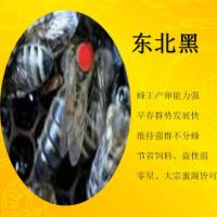 东北黑 东北黑 金喀 中蜜一号 意蜂蜂王蜜王蜂王活体意蜂王