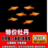 特价牡丹15条送5条备损共20条 胎生鱼 观赏鱼活体小型黑玛丽金牡丹月光鱼热带米奇鱼 宠物皮球鱼