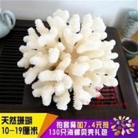 E款13-16厘米(轻微断肢) 白珊瑚树石鹿角水族箱装饰造景创意家居工艺饰品招财鱼缸摆件