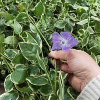 花叶蔓金边常青藤吊篮垂钓绿植盆栽花卉除甲醛原土包成活 花叶蔓金边常青藤吊篮垂钓绿植盆栽花卉除甲醛原土包成活
