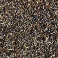 300条1.5-2厘米黑粉虫 正宗黑粉虫蝎子脱皮专用虫小蝎子食物黄粉虫代替品