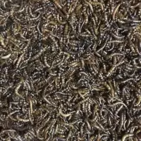 300条1.5-2厘米黑粉虫 正宗黑粉虫蝎子脱皮专用虫小蝎子食物黄粉虫代替品