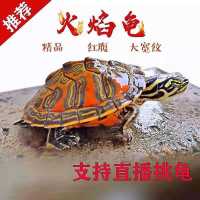 2-3厘米一只 送龟粮（可直播选） 瑞丽江南火焰龟苗活体宽纹冷水宠物观赏乌龟素食吃菜龟鱼缸深水龟