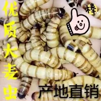 200条5cm 大麦虫活体龙鱼饲料宠物饲料龟粮